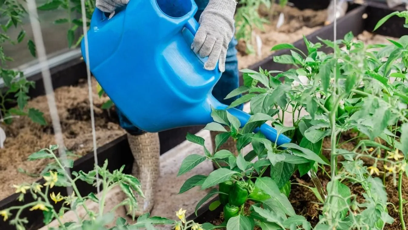 Így locsolj a nagy hőségben, meghálálja minden növény