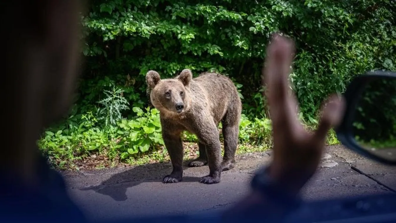 Orbán Viktor medvével találkozott Tusnádfürdőn