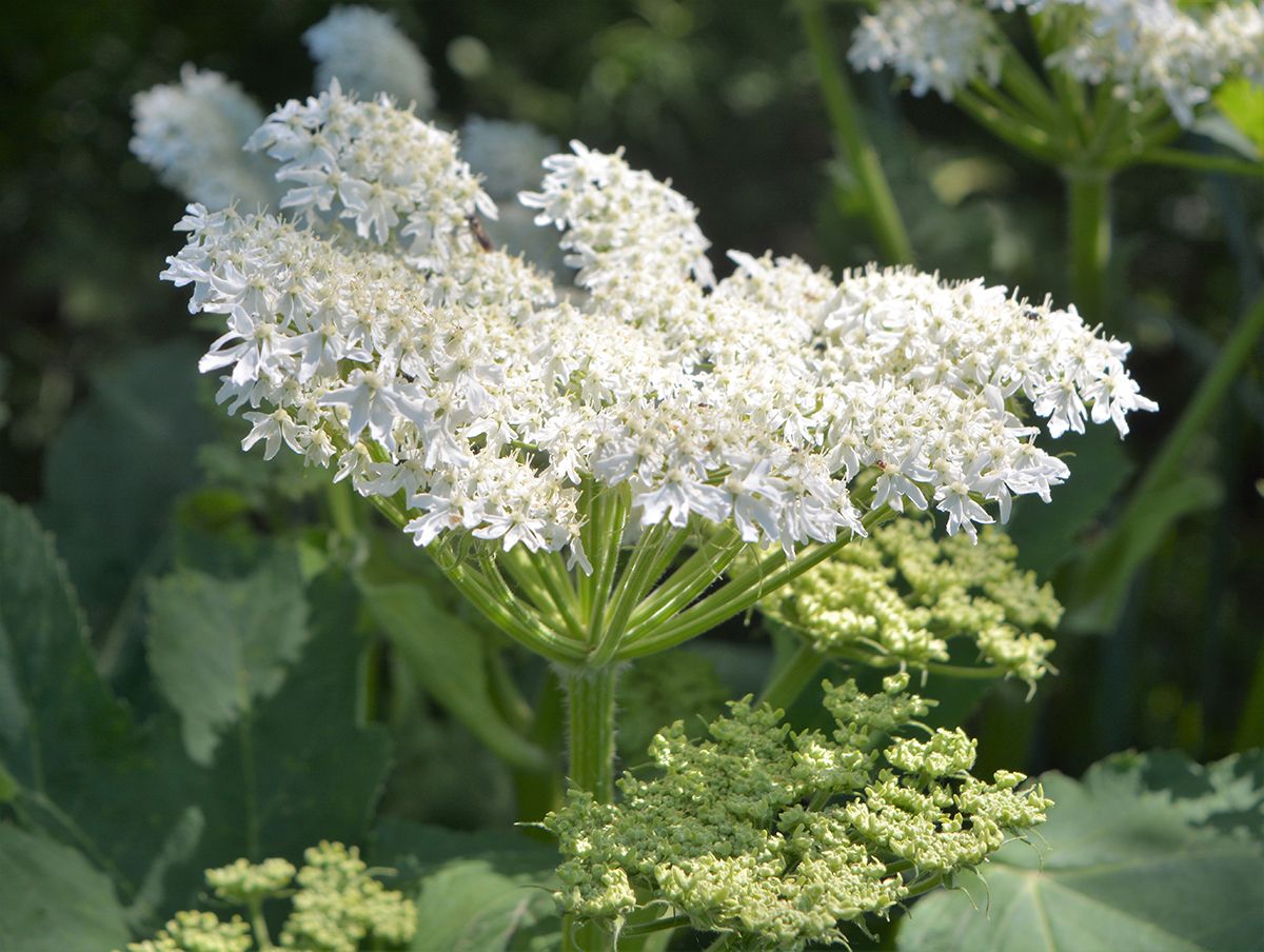 Heracleum,Mantegazzianum,,Commonly,Known,As,Giant,Hogweed,,Is,A,Monocarpic