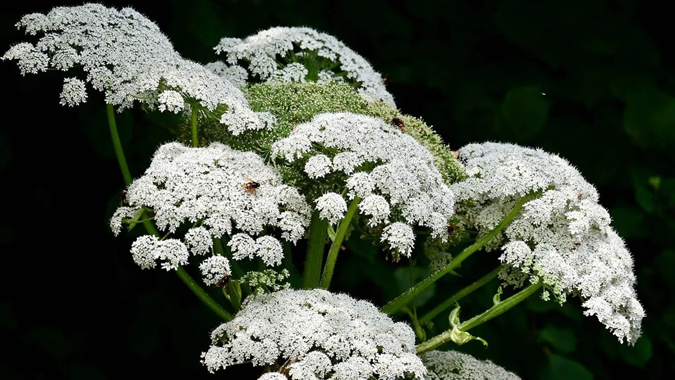 Égést, vakságot okozó növény jelent meg Zalaegerszeg