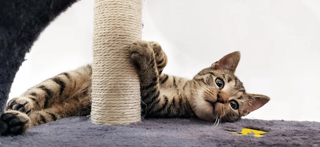 Boris,The,Sweet,,Cute,Tabby,Cat,Resting,,Relaxing,,Playing,,Dreaming,