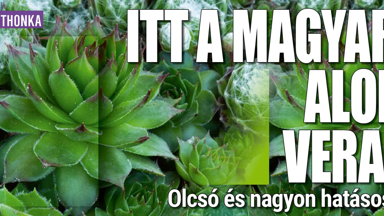 Itt a magyar aloe vera: olcsó és nagyon hatásos