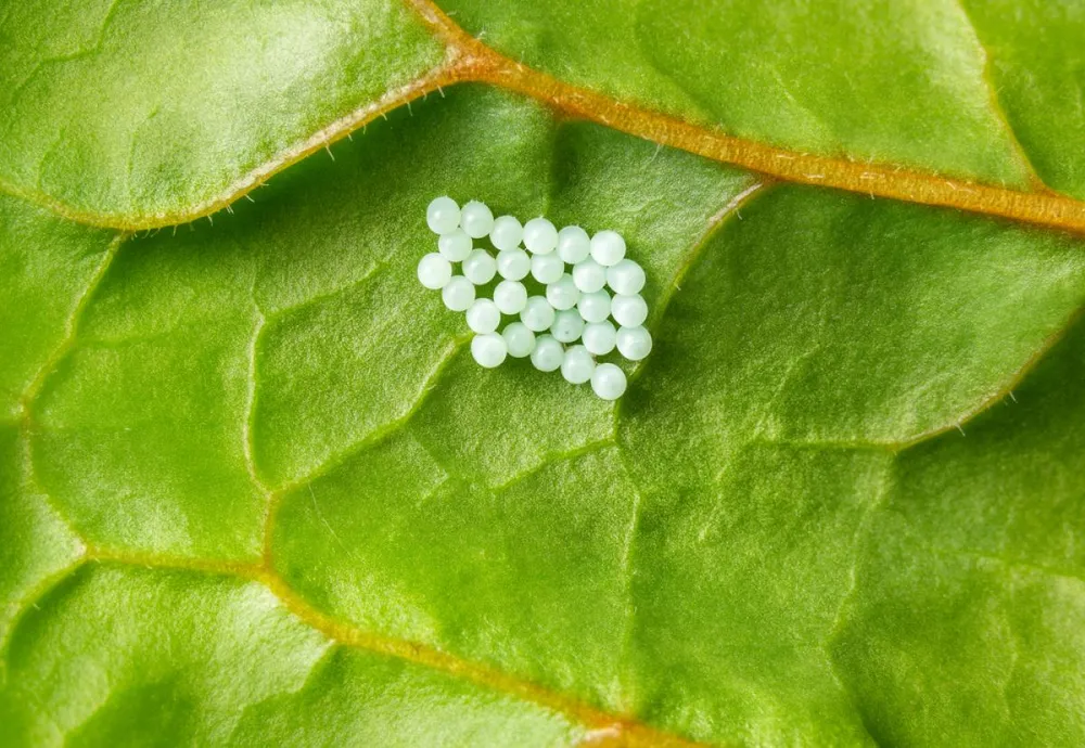 Stink,Bug,Eggs,On,Underside,Of,Leaf,,Macro.,Tiny,White
