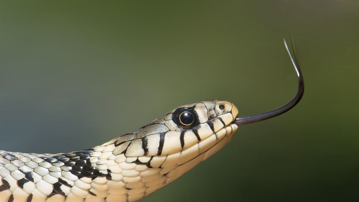 Vipera mart meg egy 15 éves fiút, mentőhelikopter vitte kórházba