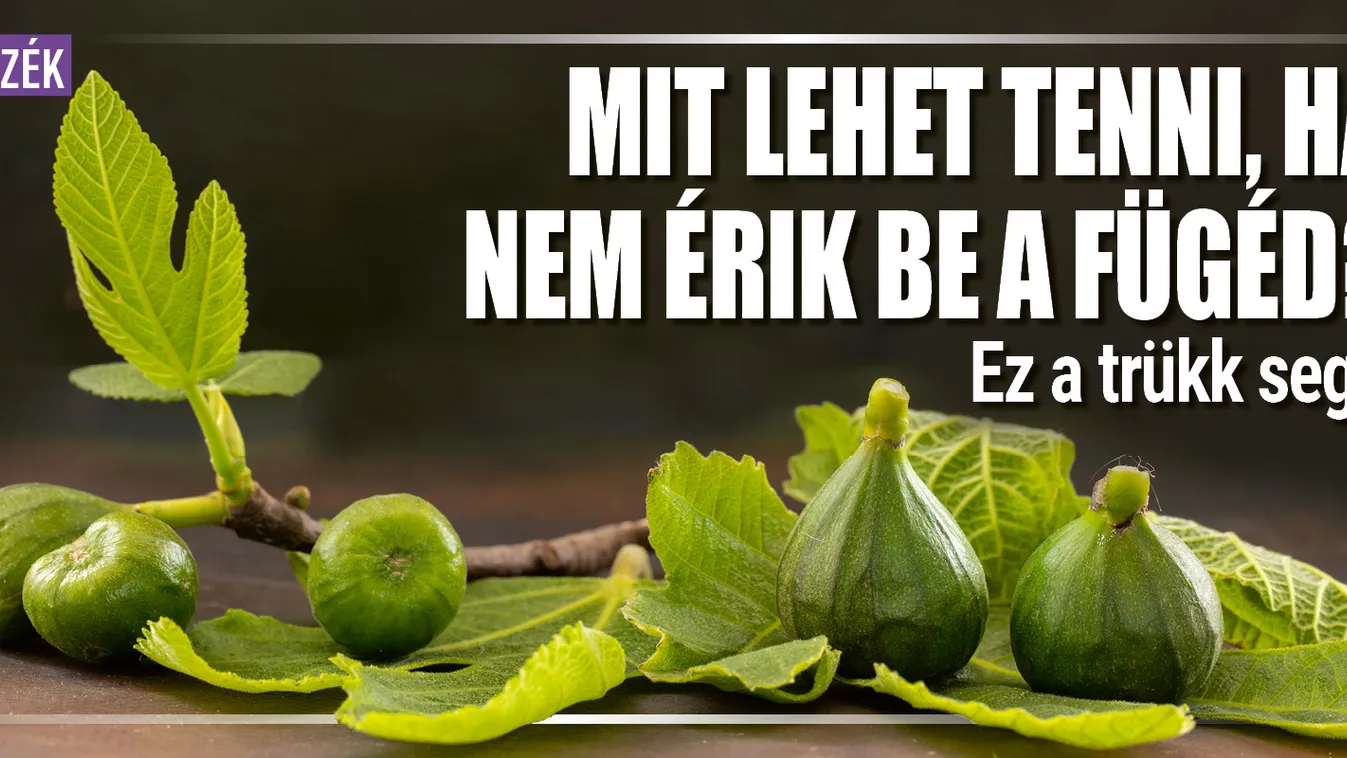 Mit lehet tenni, ha nem érik be a fügéd? Ez a trükk segít