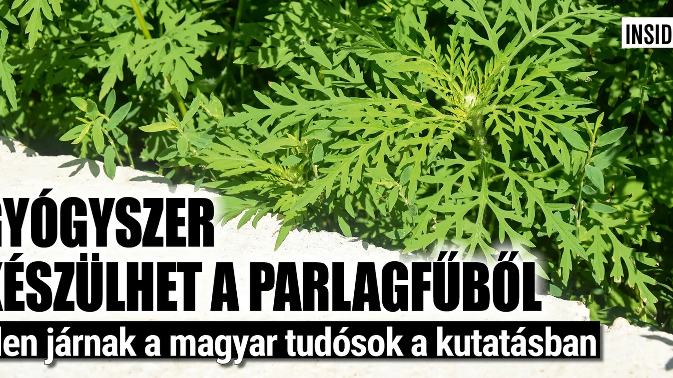 Gyógyszer készülhet a parlagfűből