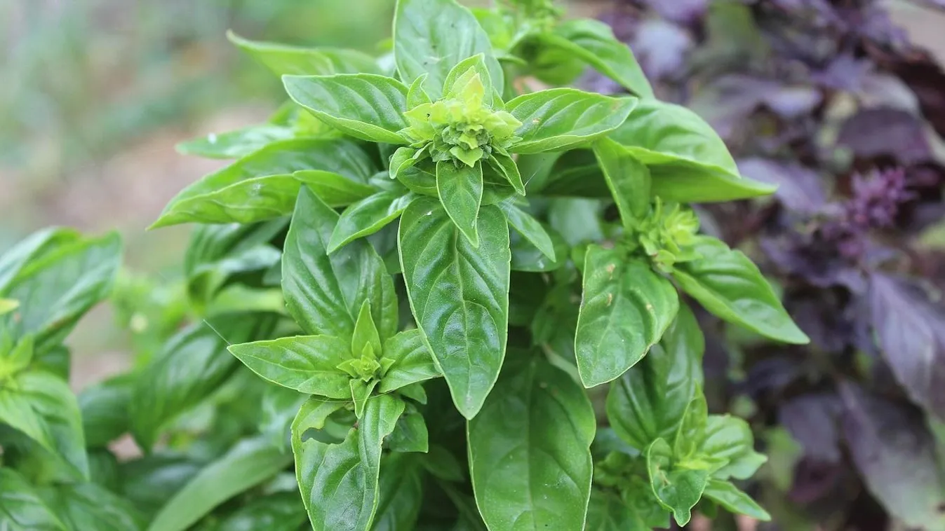 Senyved a bazsalikomod? Így nevelhetsz óriási bokrot