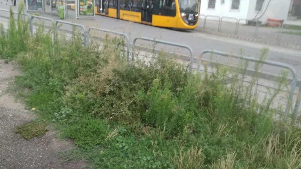 gyom, gaz, fotópályázat