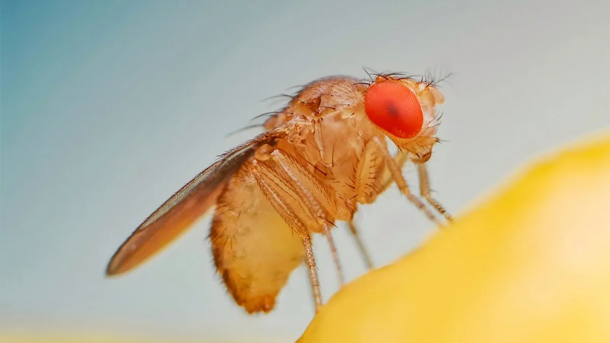 Fruit,Fly,Or,Vinegar,Fly,(drosophila,Melanogaster),On,Banana,Fruit