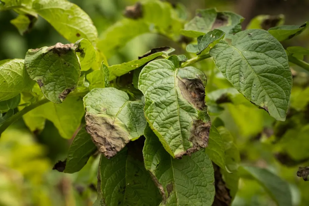 Leaves,Plant,Of,Potato,Stricken,Phytophthora,(phytophthora,Infestans),In,Vegetable