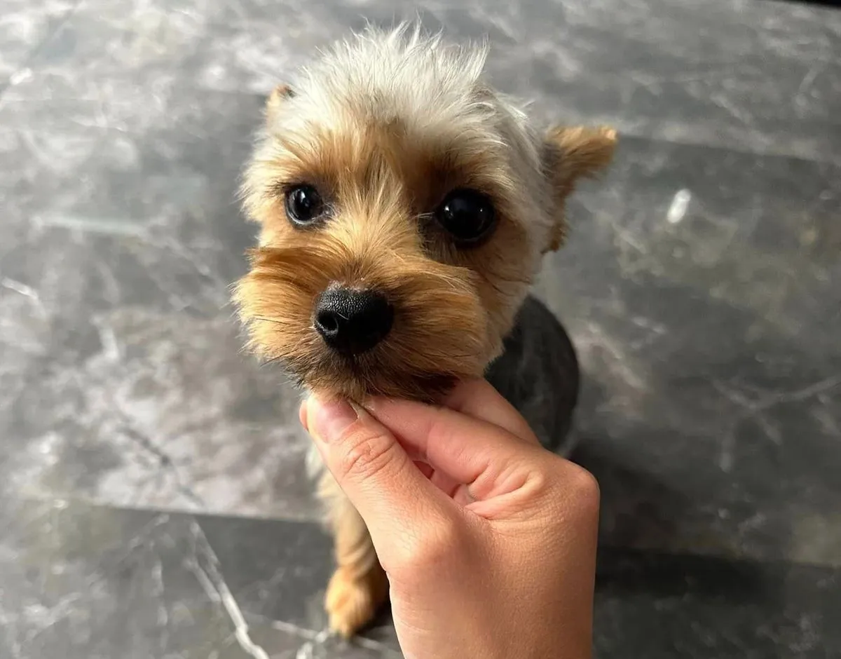 Gizmot mindenki imádta, aki csak találkozott vele.