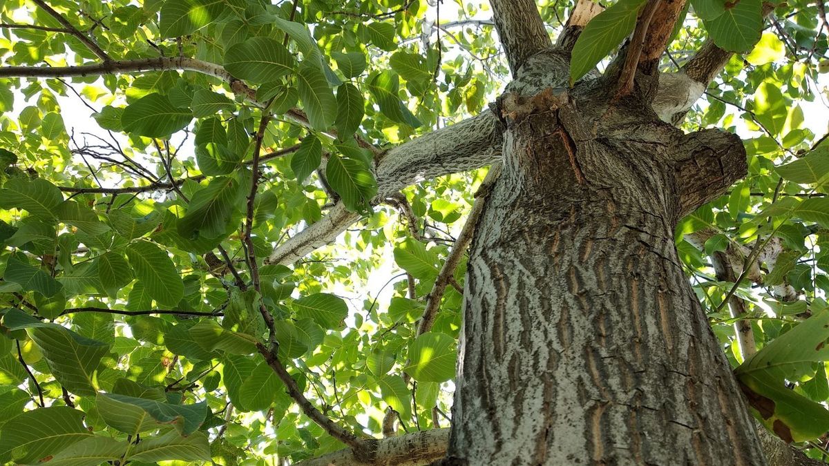 Fűrészt elő! Végre kiderült, mikor lehet metszeni a diófát