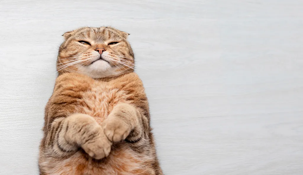 A,Fat,Cat,Is,Resting,On,A,Light,Background.