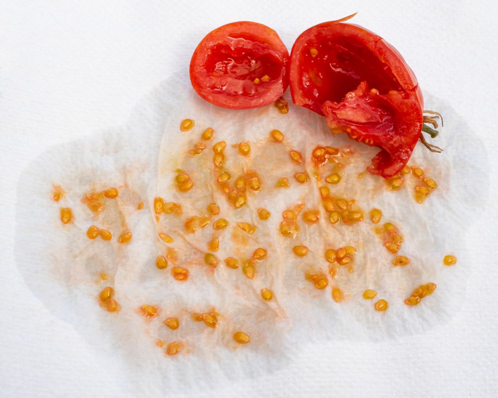 Tomato,Seeds,Collected,On,An,Absorbent,Paper,Towel,To,Dry,