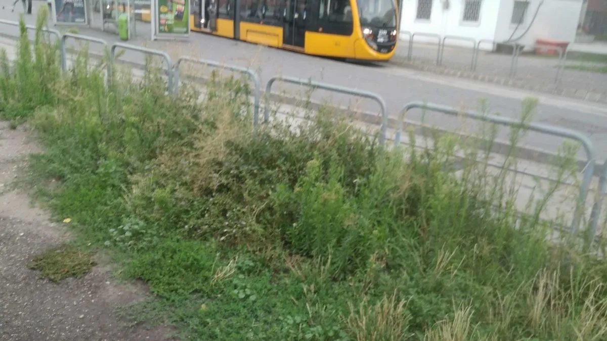 gyom, gaz, fotópályázat