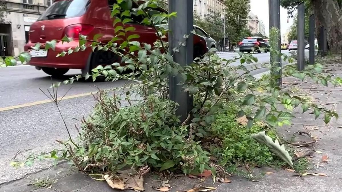 Gyomtenger a Nagykörúton - ezt érdemlik a budapestiek? Köszönjük, Karácsony!