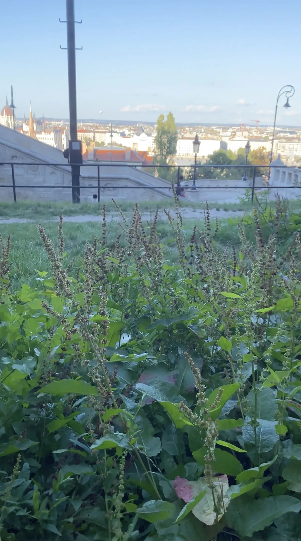 I. kerület, budai vár, halászbástya környéke, gaz, gyom, budapest