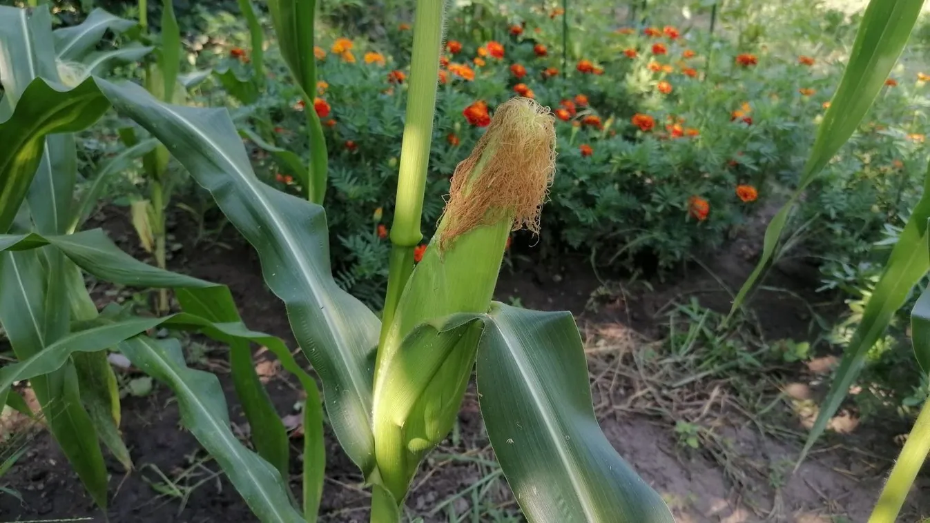 Mikor lehet leszedni a csemegekukoricát? Ez a jel mutatja