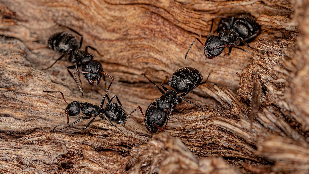 Adult,Female,Carpenter,Ants,Of,The,Genus,Camponotus