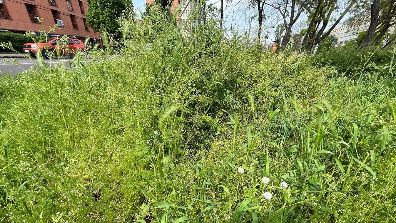 Mit tehetek, ha a szomszédból átterjed hozzám a gaz?