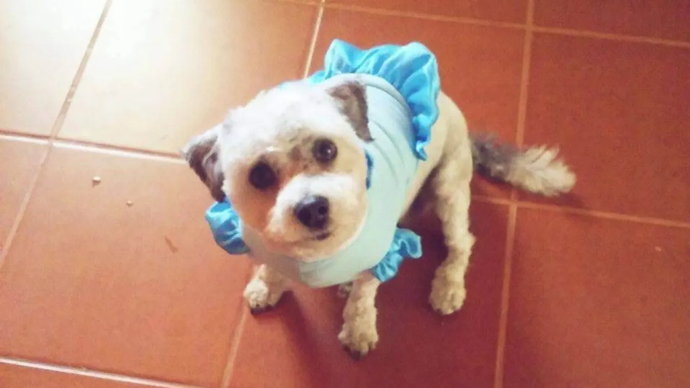 Kislányoktól vette el a szomszéd a kutyáját, mert ugatott