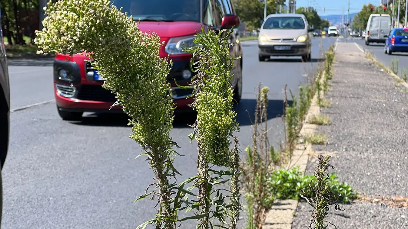 Gyomtenger fogadja a látogatót Ferihegytől az Üllői útig