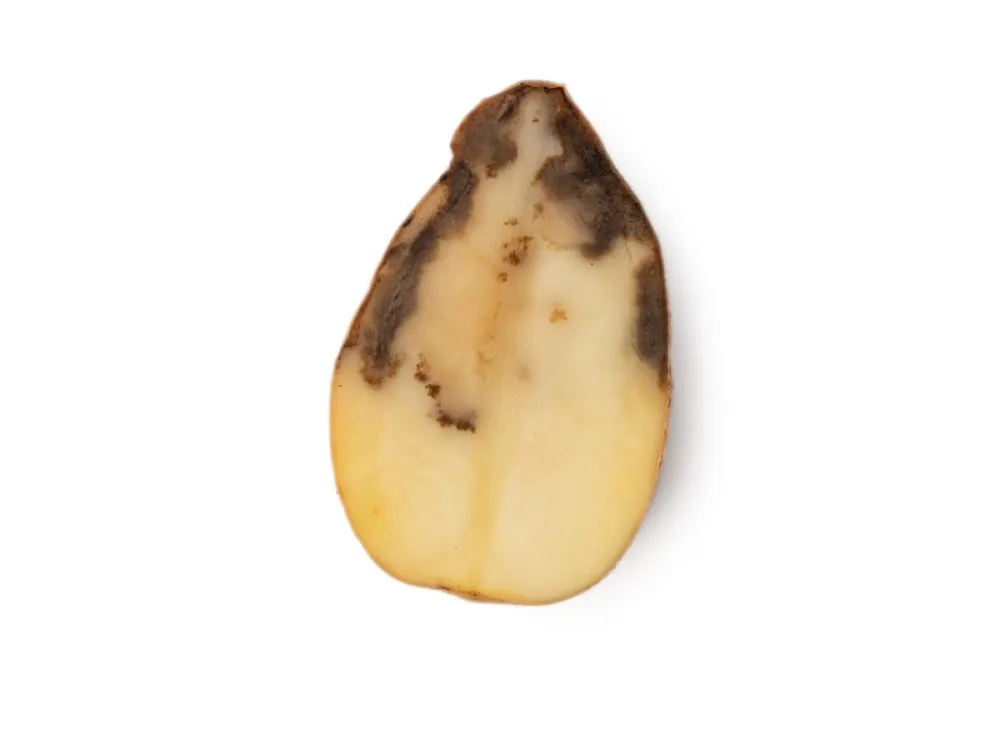 Internal,Symptoms,Of,Late,Blight,In,A,Potato,Tuber