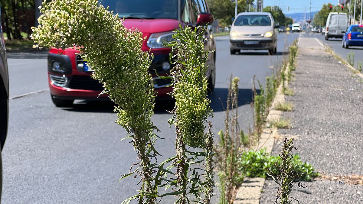 Gyomtenger fogadja a látogatót Ferihegytől az Üllői útig