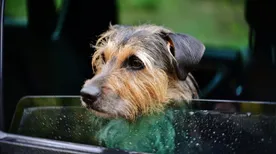 Mit tegyünk, ha kóbor kutyával találkozunk?