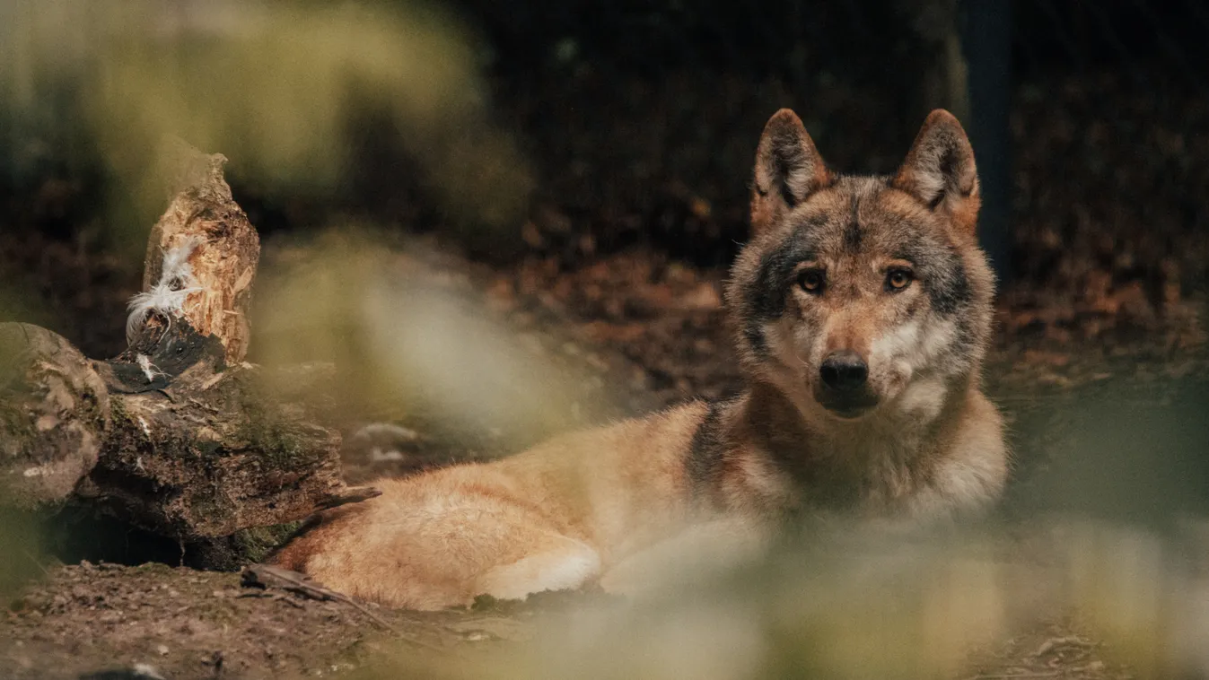 Megdöbbentő fordulat a Magyarországon lelőtt farkas ügyében