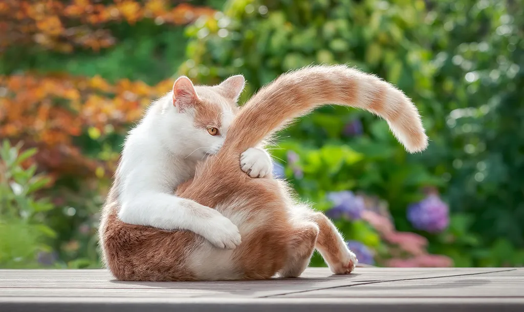 Funny,Cat,Licking,Playfully,Its,Fur,On,The,Tail,,Holding