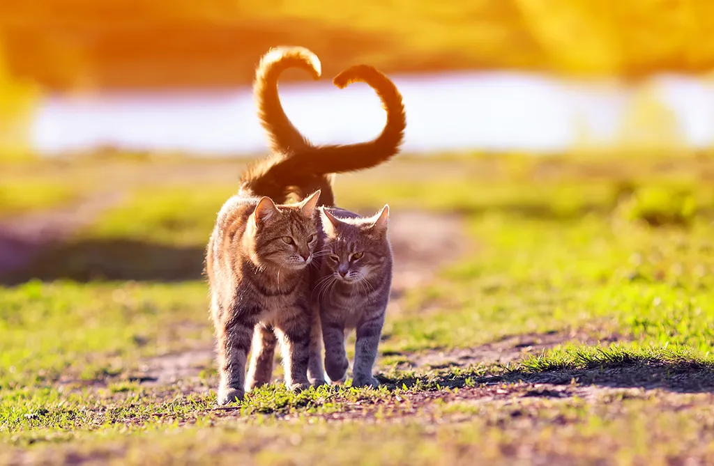 A,Pair,Of,Cute,Lovers,Striped,Cat,Walking,On,A
