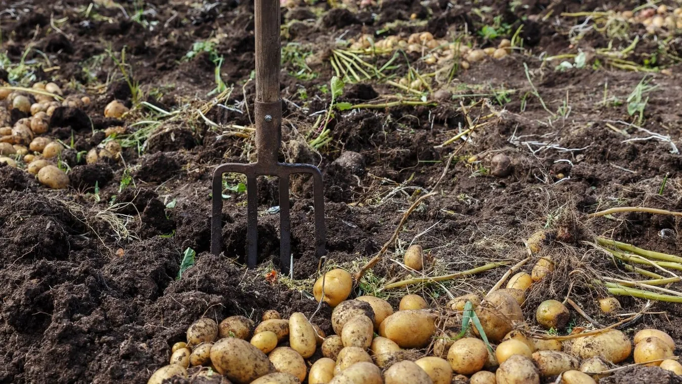 Így szedd fel a krumplit, hogy sokáig elálljon