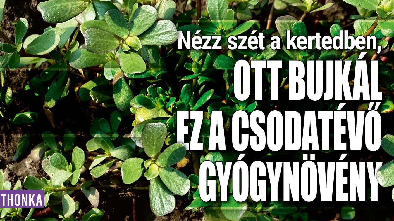 Nézz szét a kertedben, ott bujkál ez a csodatévő gyógynövény
