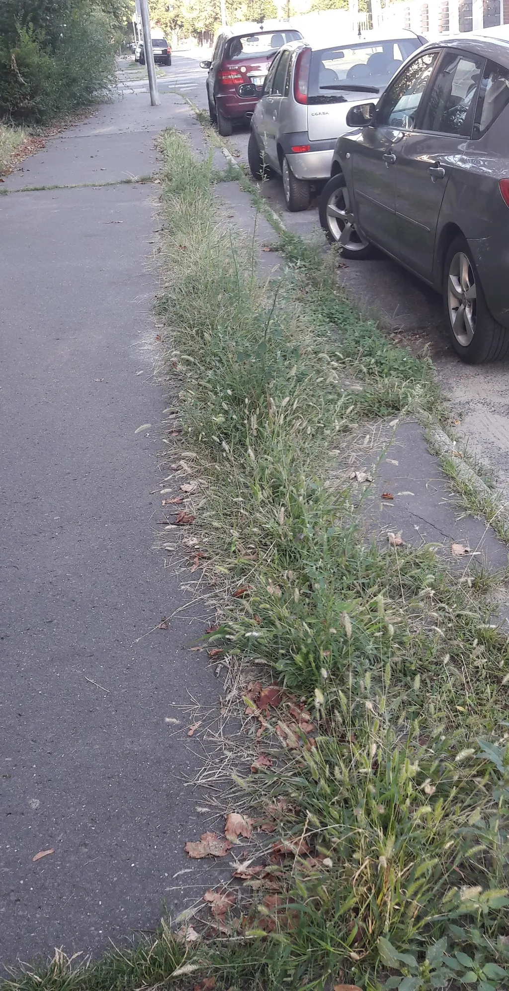 gyom, gaz, fotópályázat