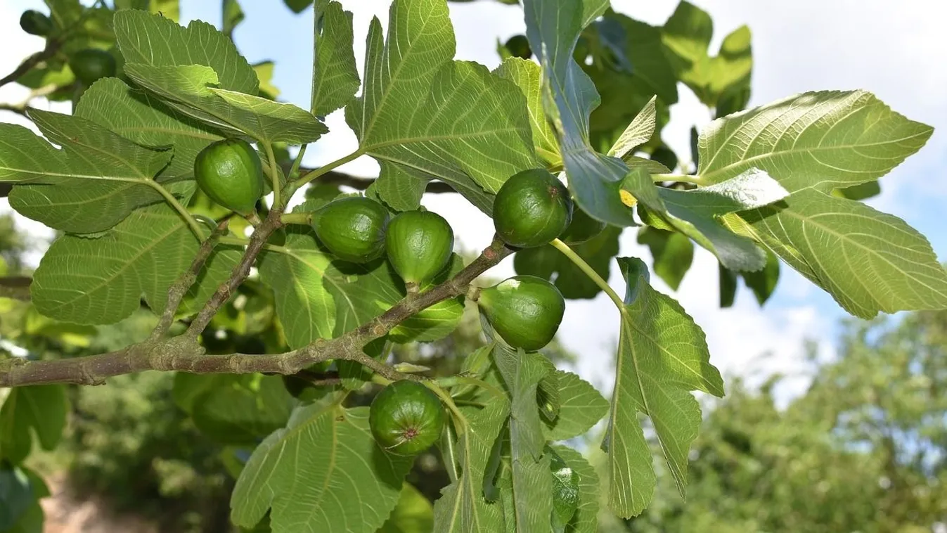 Nem csak szörpnek remek, így használd a fügefa levelét