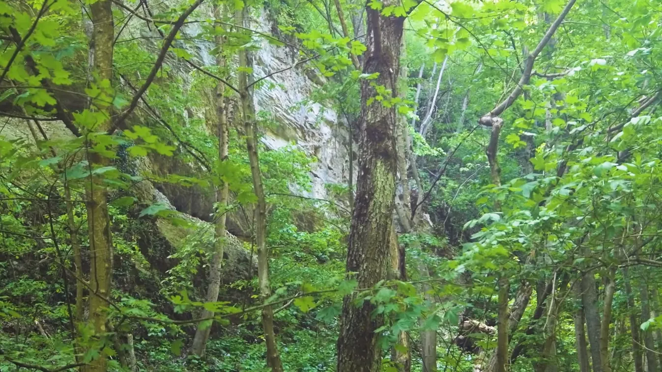 Így battyog komótosan Mihály a Bükkben