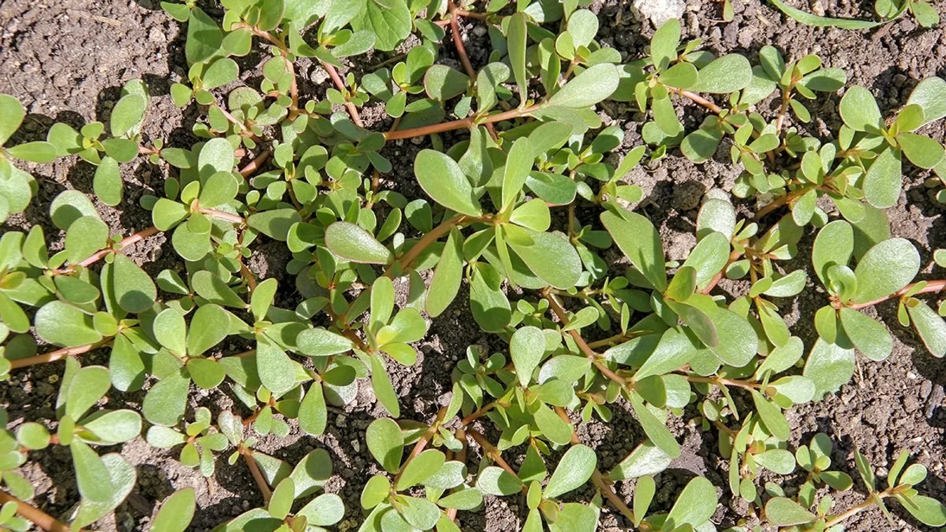 Nézz szét a kertedben, ott bujkál ez a csodatévő gyógynövény