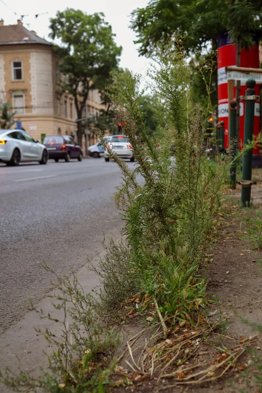 gyom, gyomtenger, gaz, gaztenger,