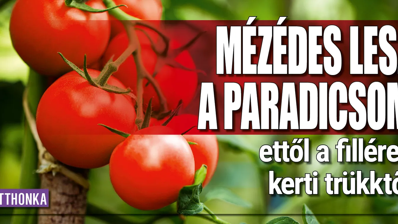 Mézédes lesz a paradicsom, ettől a filléres kerti trükktől