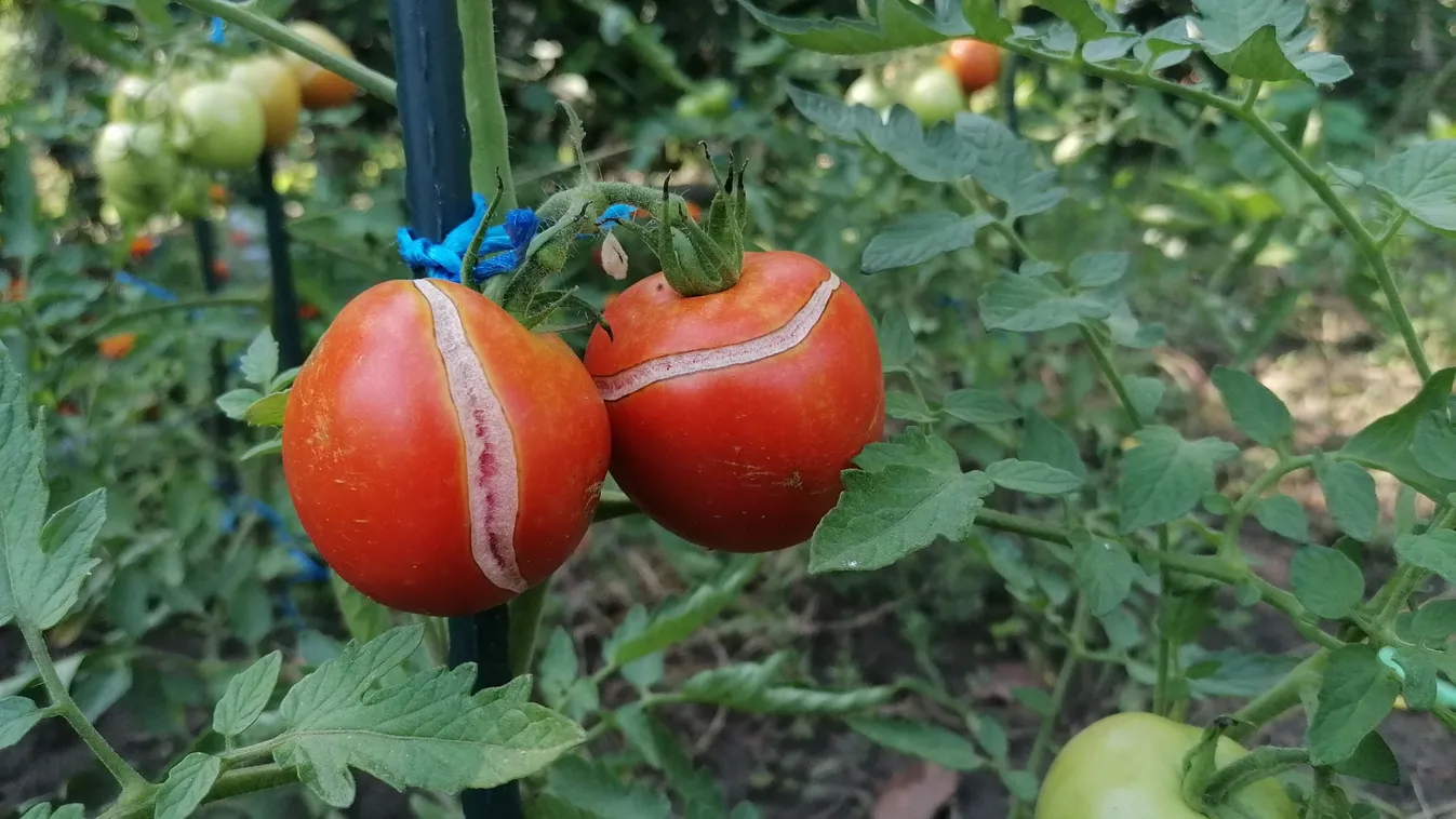 Megrepedt a paradicsomod? Így mentheted meg a termést