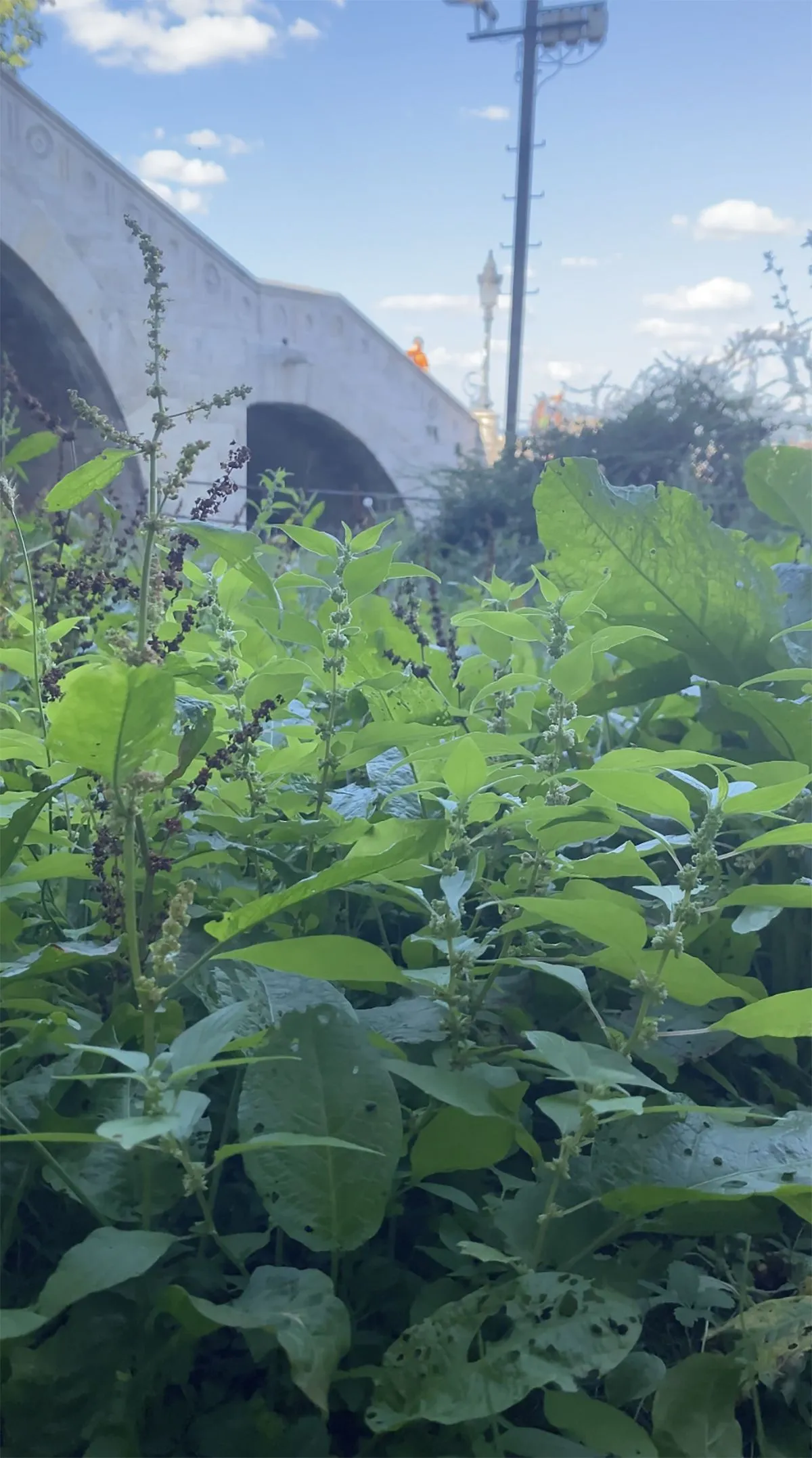 I. kerület, budai vár, halászbástya környéke, gaz, gyom, budapest