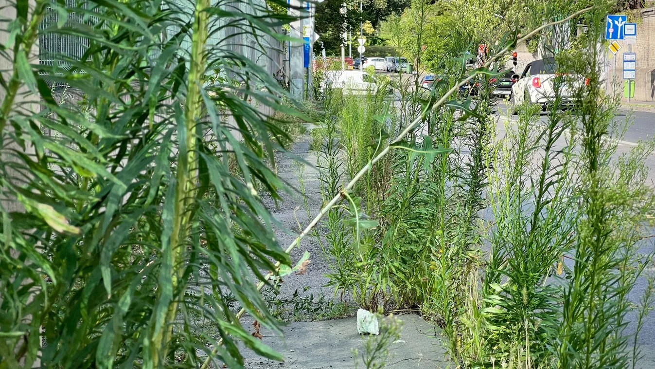 Felháborító, milyen gyomos Budapest - videó!