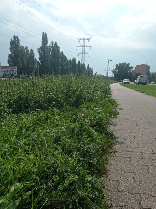 gyom, gaz, fotópályázat