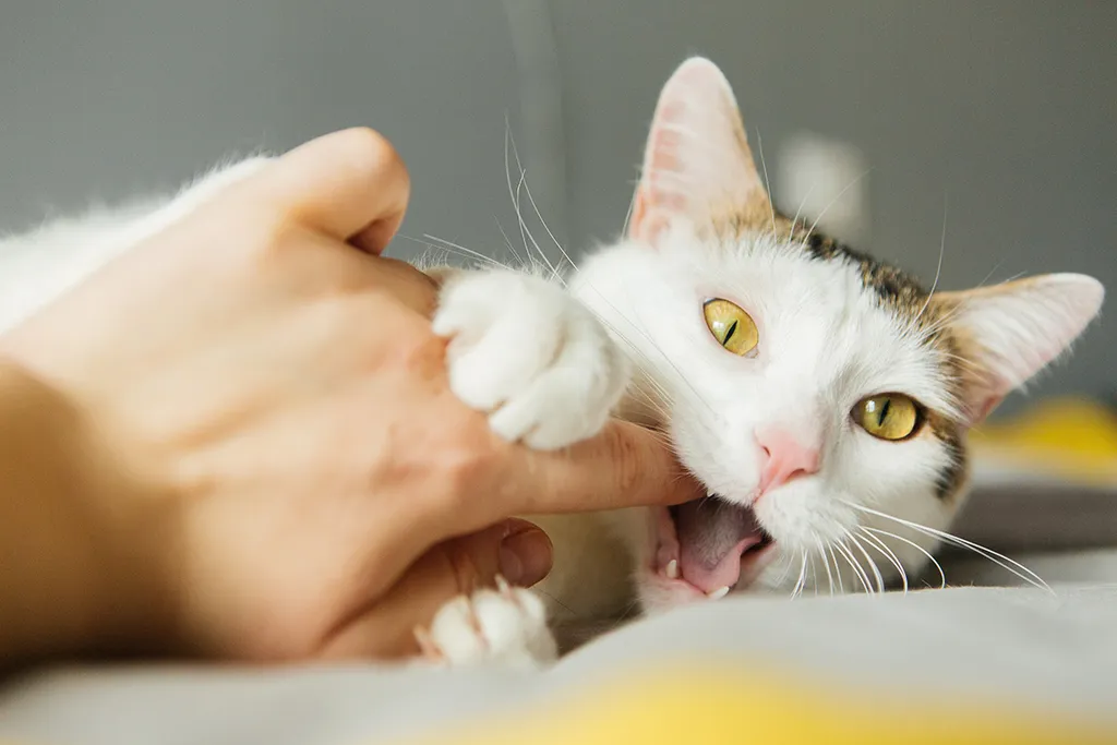 White,Cat,Bites,By,The,Hand,,Scratches
