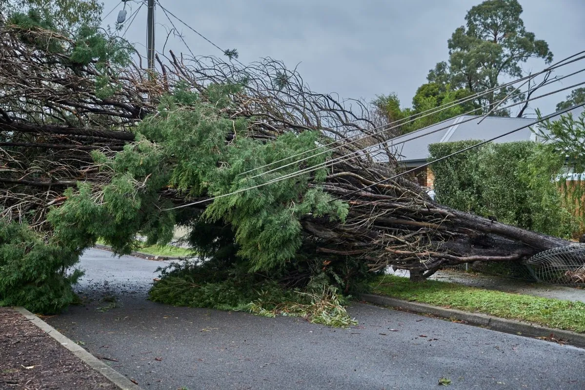 Thousands,Of,Fallen,Trees,After,The,Recent,Violent,Storm,In