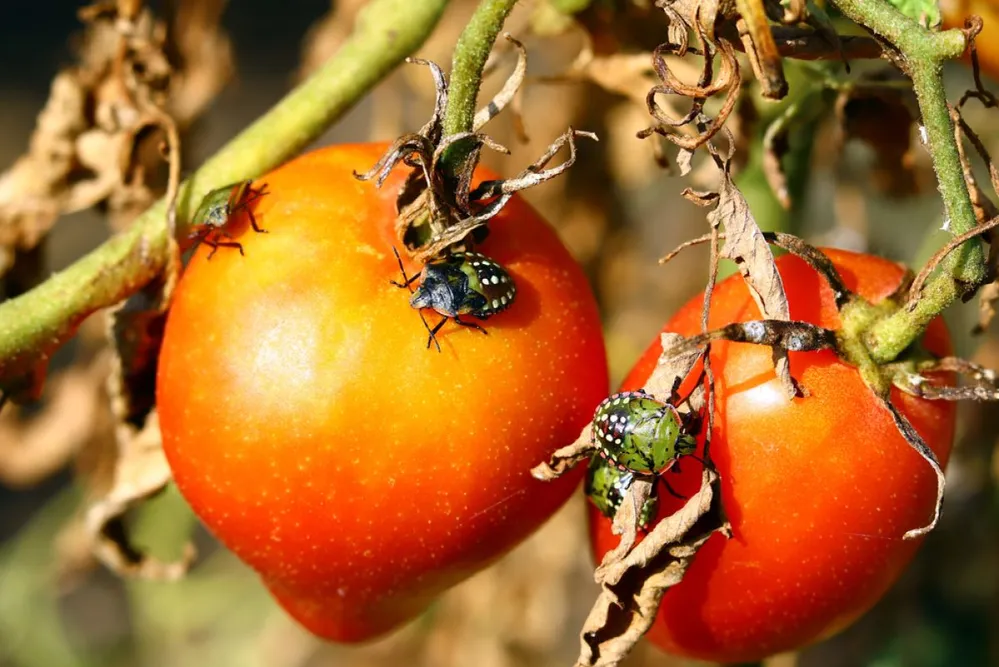 Nezara,Viridula,,Southern,Green,Stink,Bug,On,The,Tomatos.
