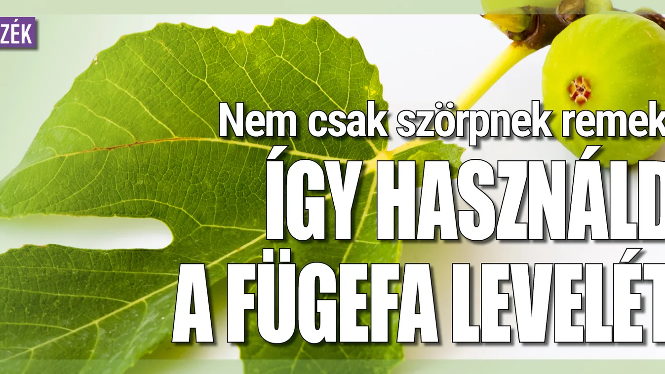 Nem csak szörpnek remek, így használd a fügefa levelét