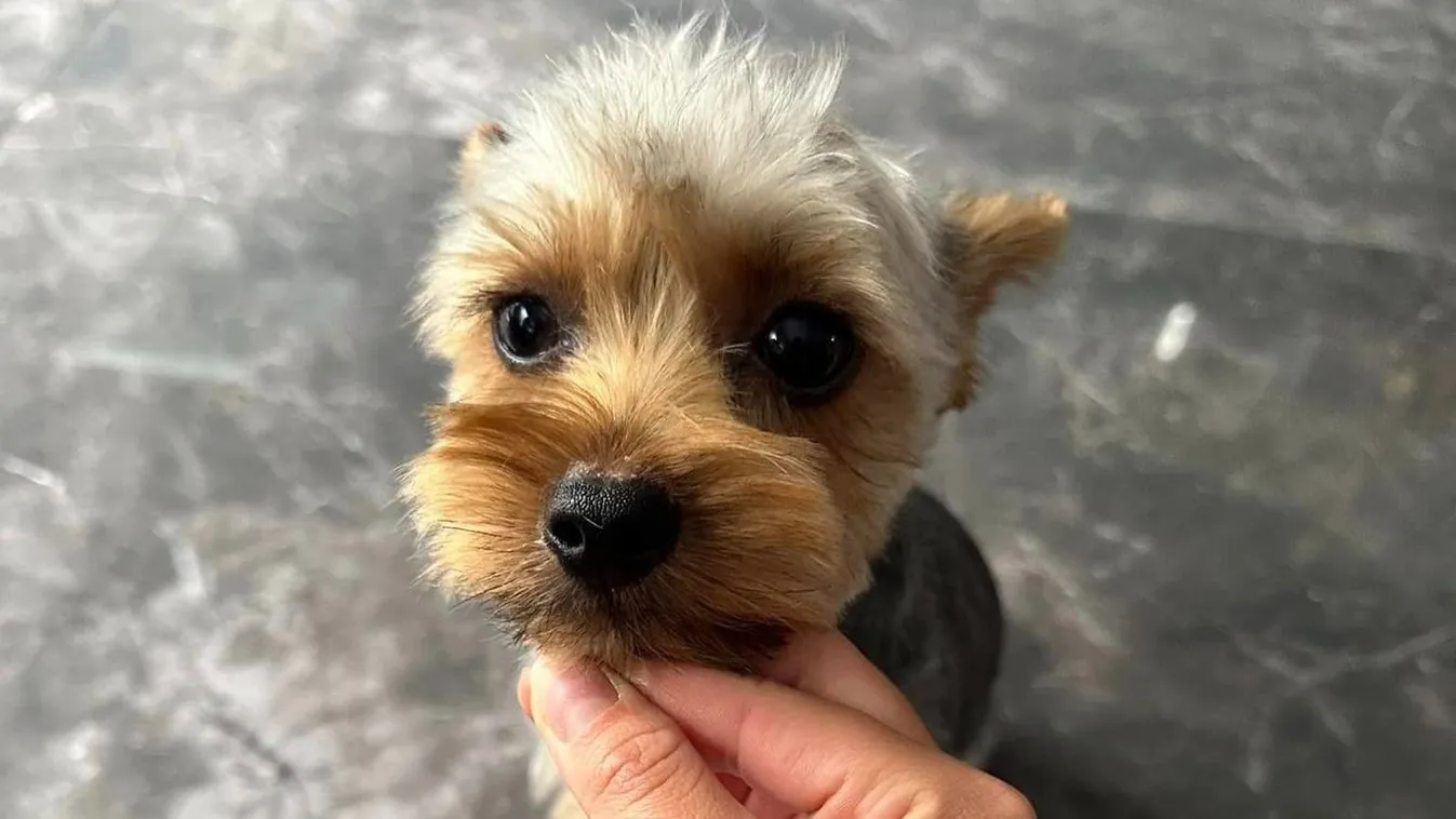  Égen-földön keresik Gizmót, a gyönyörű Yorkit