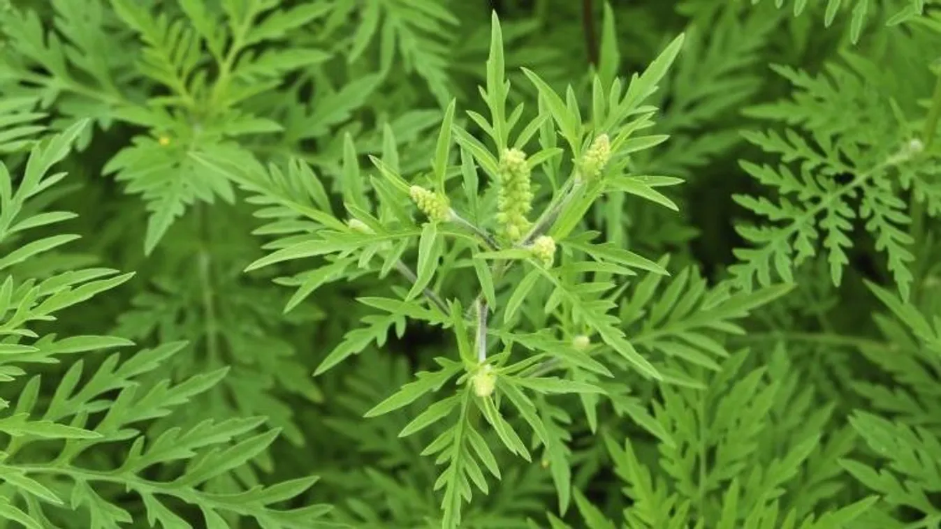 Gyógyszer készülhet a parlagfűből